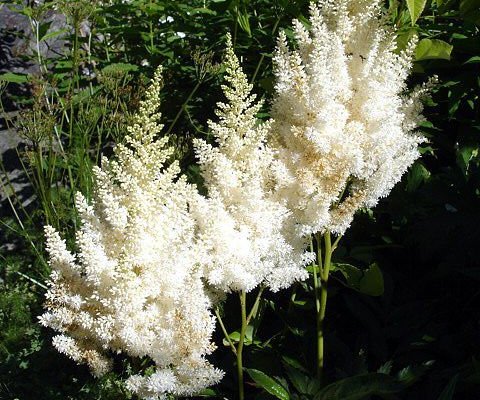 ASTILBE arendsii 'Weisses Gloria' - Astilbe d'Arend's