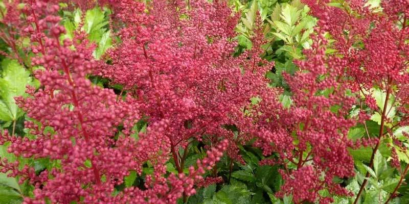 ASTILBE japonica 'Red Sentinel' - Astilbe japonaise