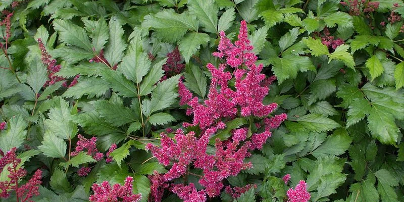 ASTILBE japonica 'Red Sentinel' - Astilbe japonaise