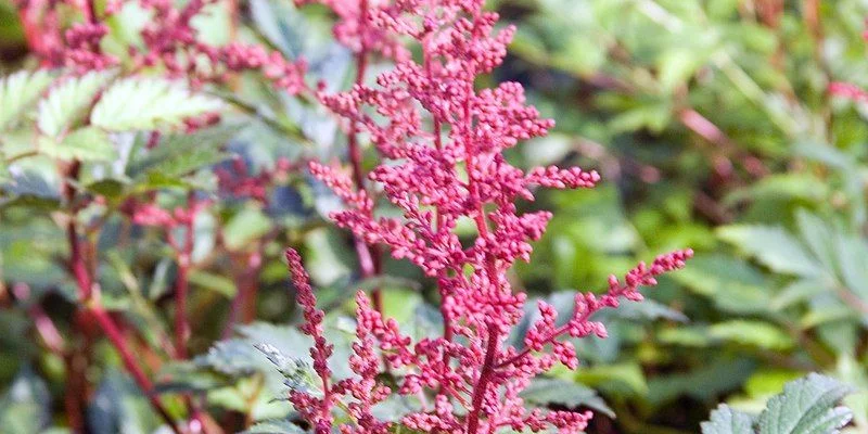 ASTILBE japonica 'Red Sentinel' - Astilbe japonaise