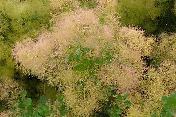 COTINUS coggygria - Arbre à perruques