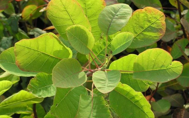 COTINUS coggygria - Arbre à perruques