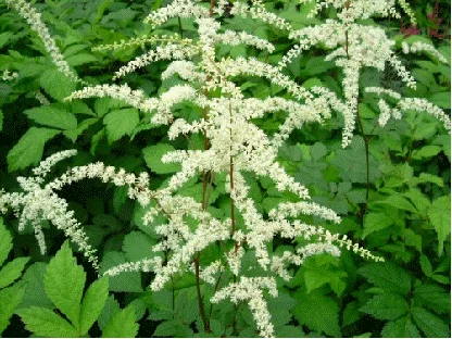 ASTILBE thunbergii ' Prof. van der Wielen' - Astilbe de Chine