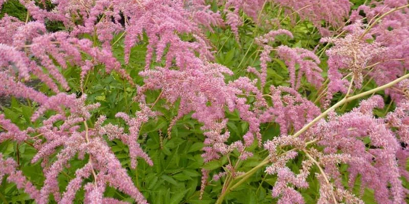 ASTILBE thunbergii 'Straussenfeder' - Astilbe de Chine