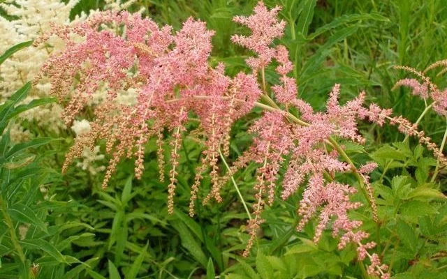 ASTILBE thunbergii 'Straussenfeder' - Astilbe de Chine