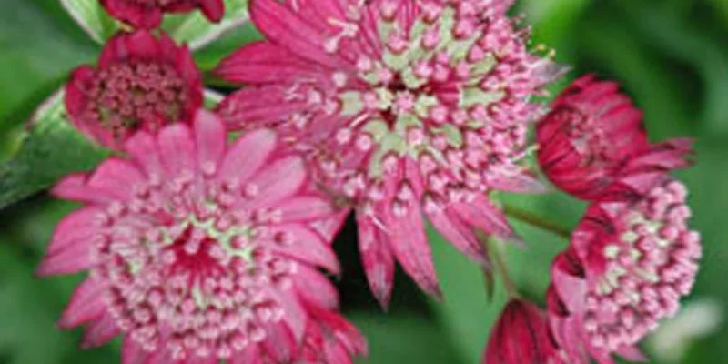 ASTRANTIA major 'Lars' - Grande Astrance