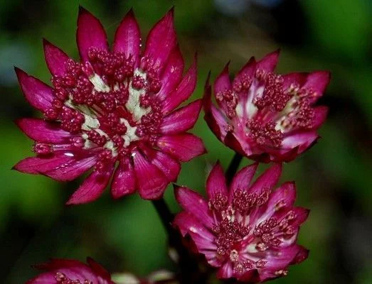 ASTRANTIA major 'Lars' - Grande Astrance