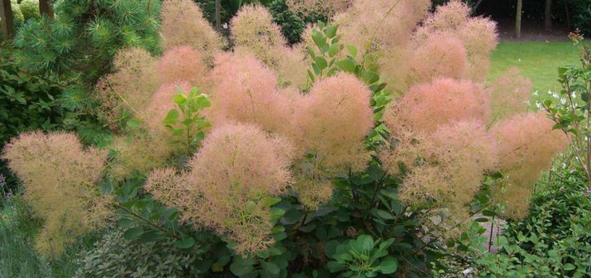 COTINUS coggygria 'Young Lady' - Arbre à perruques nain