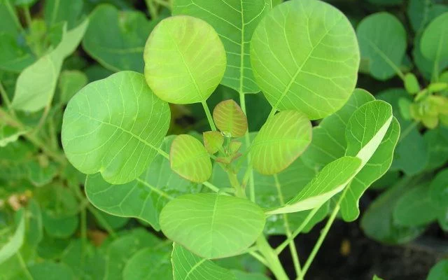 COTINUS coggygria 'Young Lady' - Arbre à perruques nain