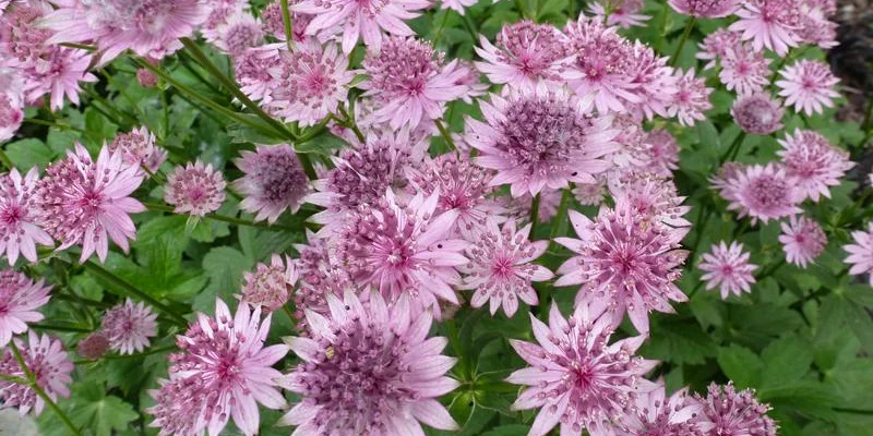 ASTRANTIA major 'Roma'® - Grande Astrance