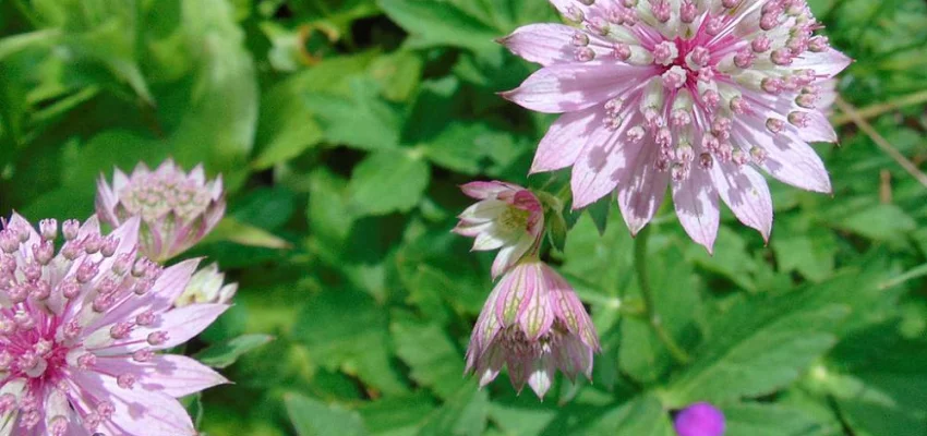 ASTRANTIA major 'Roma'® - Grande Astrance