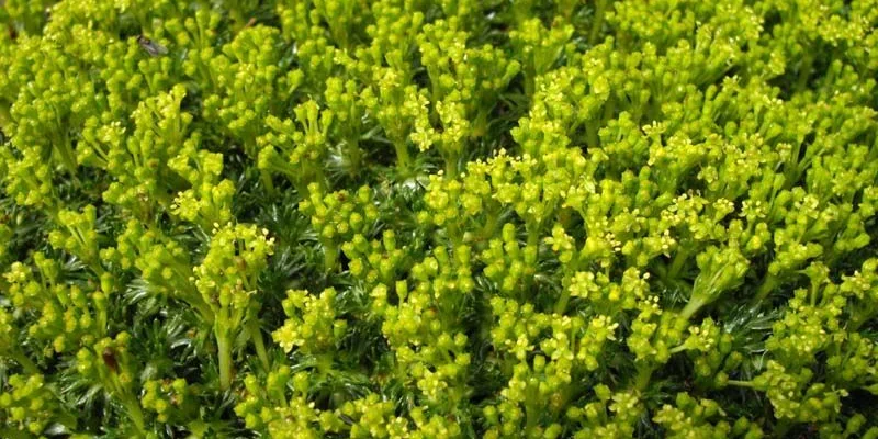 AZORELLA trifurcata - Azorelle