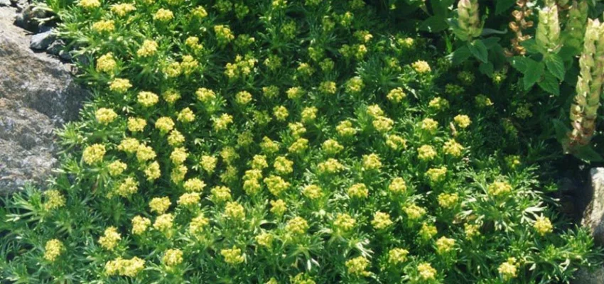 AZORELLA trifurcata - Azorelle