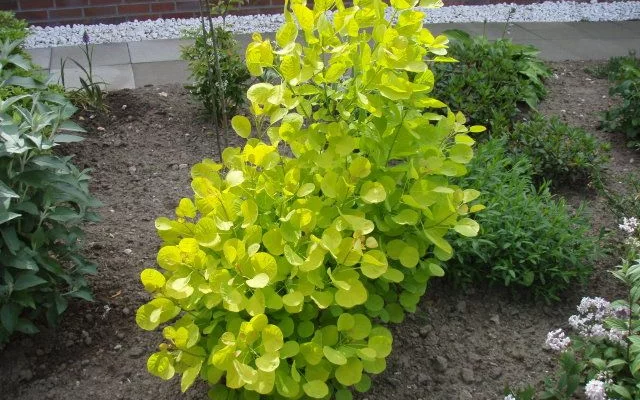 COTINUS coggygria 'Golden Spirit' - Arbre à perruques dorée