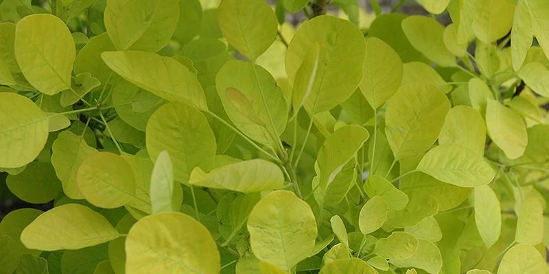 COTINUS coggygria 'Golden Spirit' - Arbre à perruques dorée