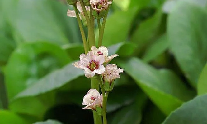 BERGENIA 'Baby Doll' - Plante du Savetier