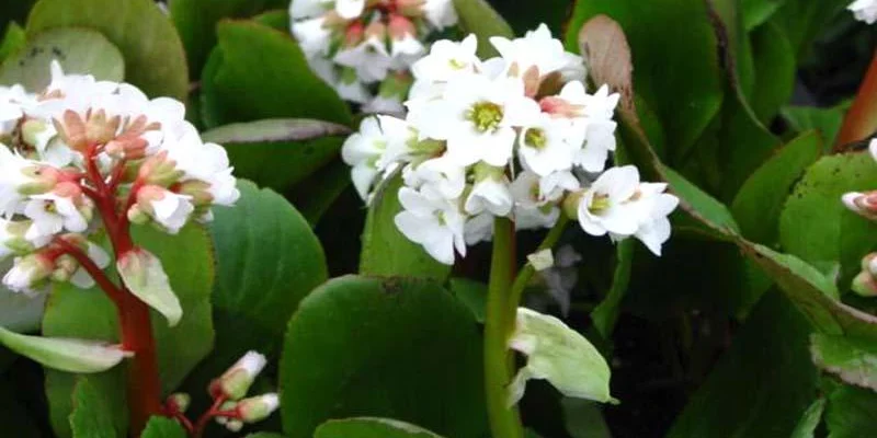 BERGENIA 'Bressingham white'