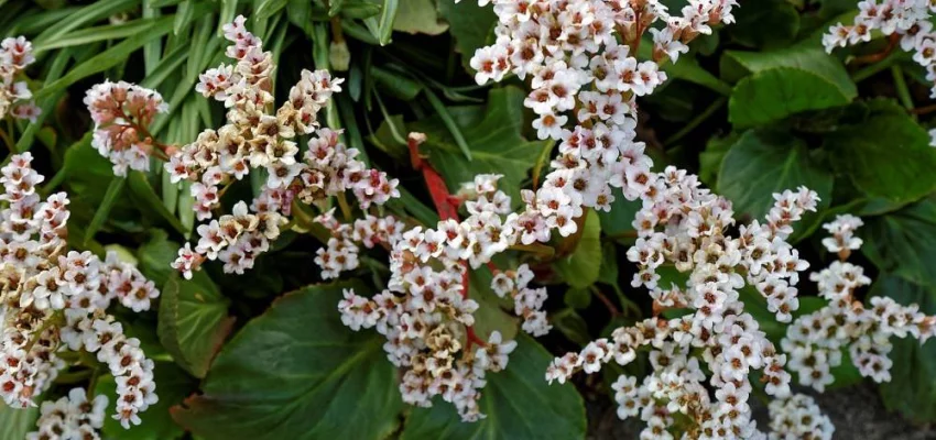 BERGENIA 'Bressingham white'