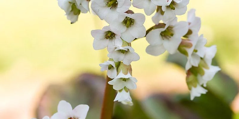 BERGENIA 'Bressingham white'