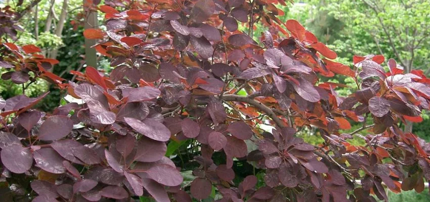 COTINUS coggygria 'Royal Purple' - Arbre à perruques rouge