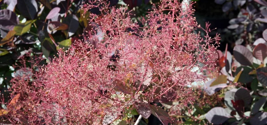 COTINUS coggygria 'Royal Purple' - Arbre à perruques rouge