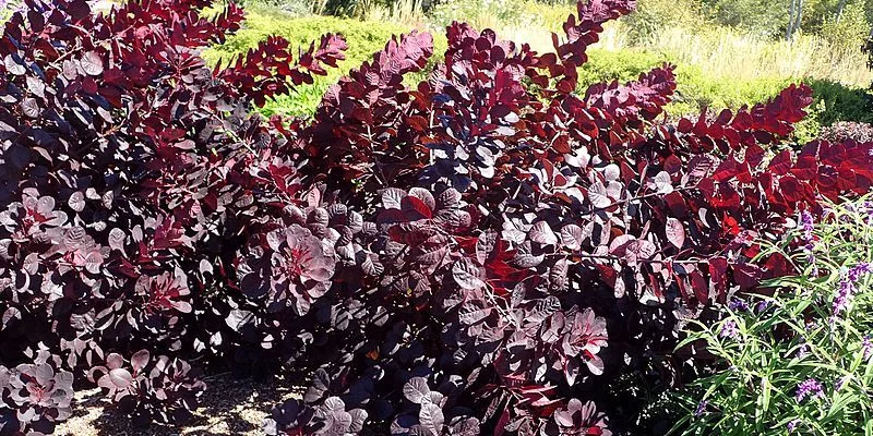 COTINUS coggygria 'Royal Purple' - Arbre à perruques rouge