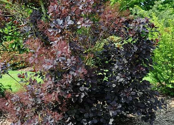 COTINUS coggygria 'Royal Purple' - Arbre à perruques rouge