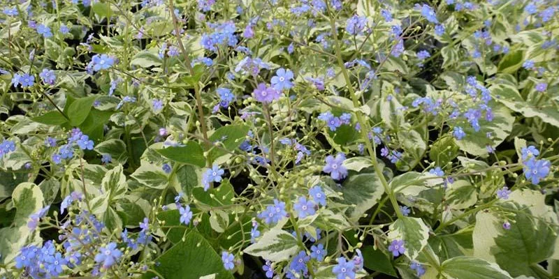 BRUNNERA macrophylla 'Variegata' - Buglose de Sibérie