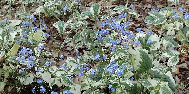 BRUNNERA macrophylla 'Variegata' - Buglose de Sibérie