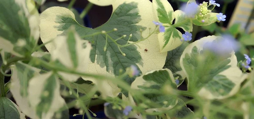 BRUNNERA macrophylla 'Variegata' - Buglose de Sibérie