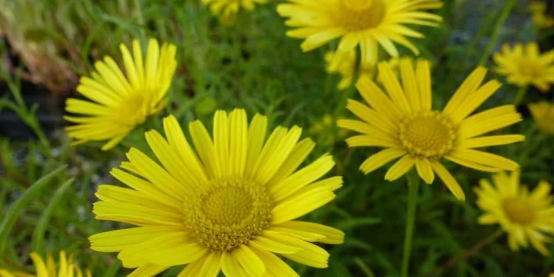 BUPHTHALMUM  salicifolium - Oeil de Boeuf