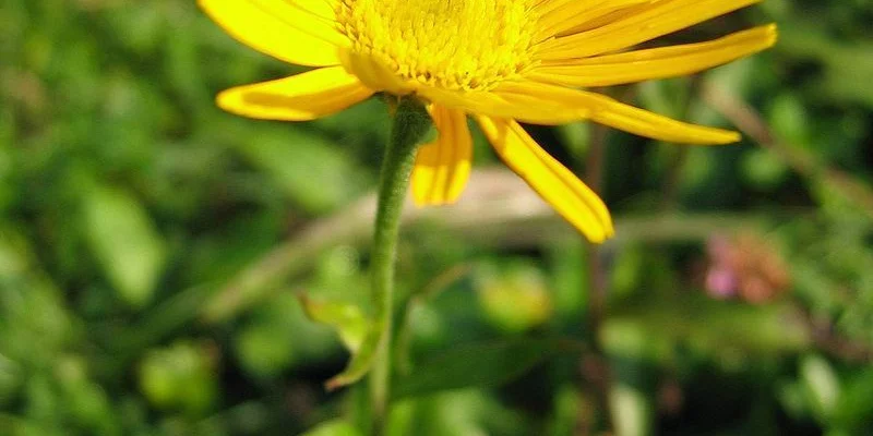 BUPHTHALMUM  salicifolium - Oeil de Boeuf