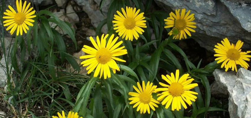 BUPHTHALMUM  salicifolium - Oeil de Boeuf