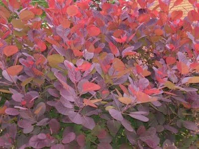 COTINUS dummeri 'Grace' - Cotinus à feuilles vertes et pourpres 'Grace'