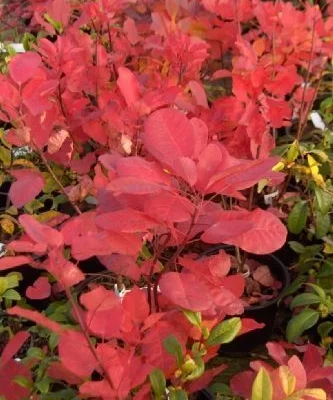 COTINUS dummeri 'Grace' - Cotinus à feuilles vertes et pourpres 'Grace'