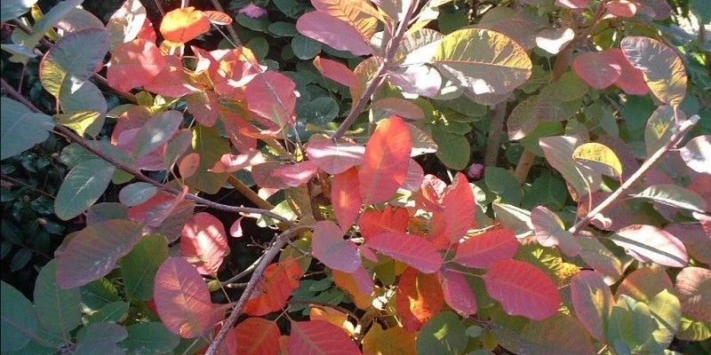 COTINUS dummeri 'Grace' - Cotinus à feuilles vertes et pourpres 'Grace'