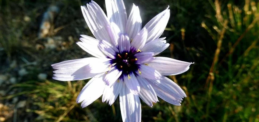 CATANANCHE caerulea 'Alba' - Cupidone blanche