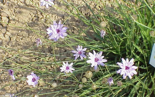 CATANANCHE caerulea 'Alba' - Cupidone blanche