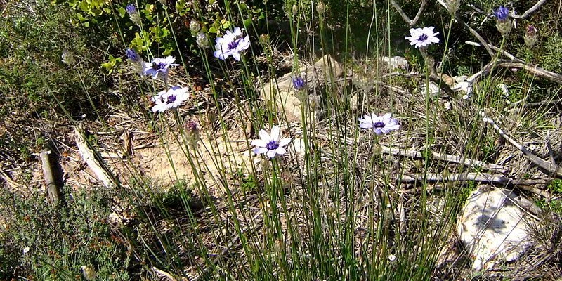 CATANANCHE caerulea 'Alba' - Cupidone blanche