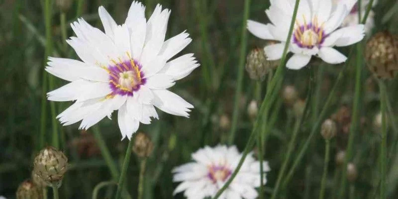 CATANANCHE caerulea 'Alba' - Cupidone blanche