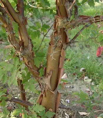 ACER griseum - Erable à écorce de papier ou écorce cannelle