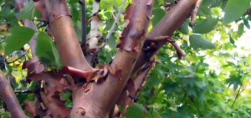ACER griseum - Erable à écorce de papier ou écorce cannelle