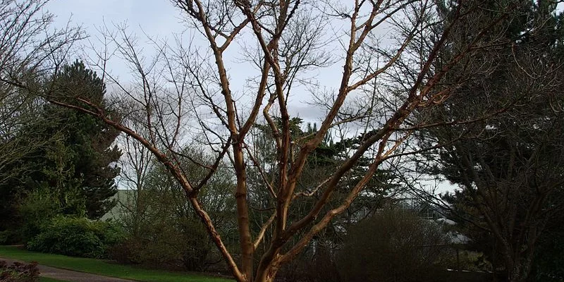 ACER griseum - Erable à écorce de papier ou écorce cannelle