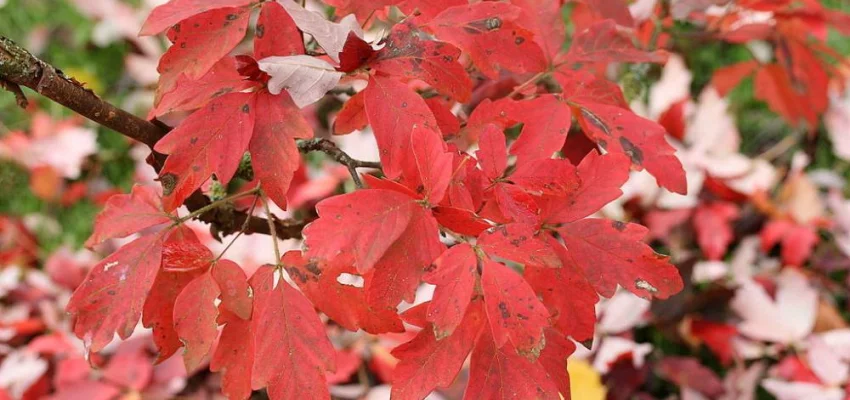 ACER griseum - Erable à écorce de papier ou écorce cannelle