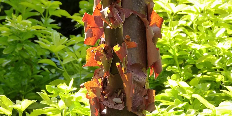 ACER griseum - Erable à écorce de papier ou écorce cannelle