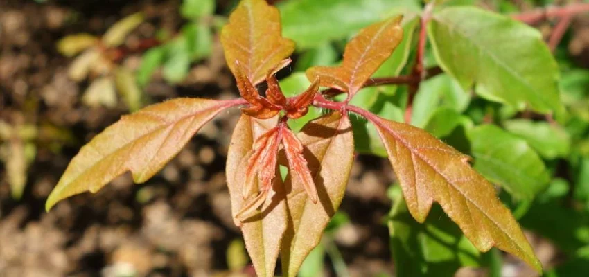 ACER griseum - Erable à écorce de papier ou écorce cannelle