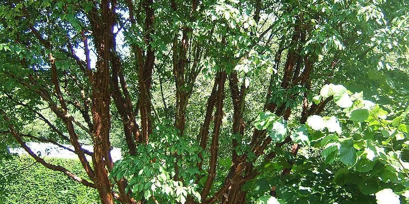 ACER griseum - Erable à écorce de papier ou écorce cannelle