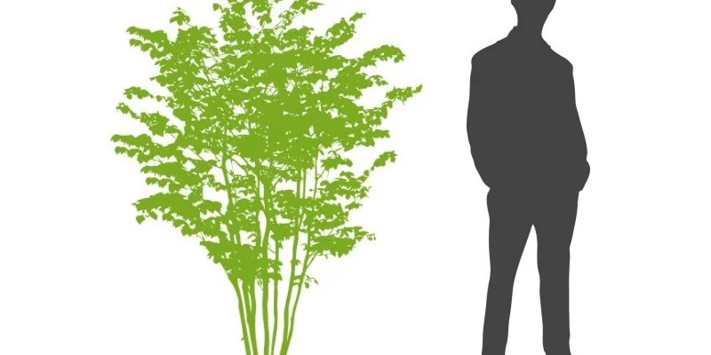 ACER griseum - Erable à écorce de papier ou écorce cannelle