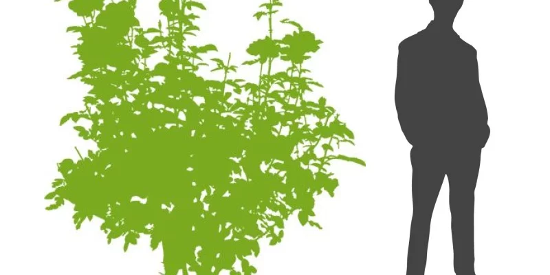 ACER griseum - Erable à écorce de papier ou écorce cannelle