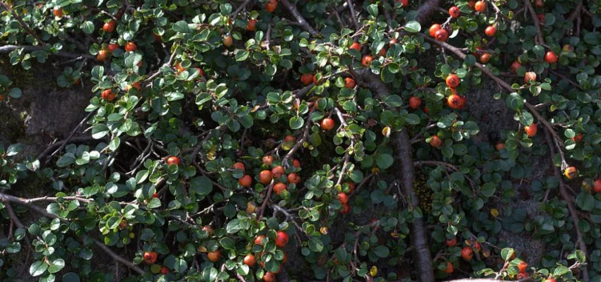 COTONEASTER adpressus - Cotoneaster rampant